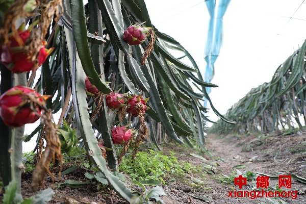 安徽颍东：种植火龙果  闯出致富路