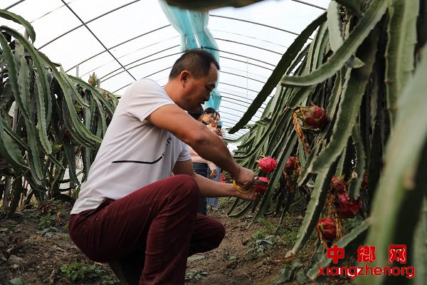 致富果实水果种植方法_致富果树_水果种植致富果实