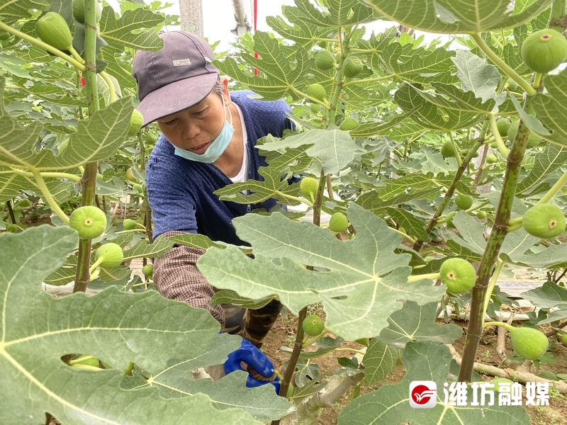 致富经种植三种水果亩收入过亿_致富果实水果种植方法_水果种植致富果实