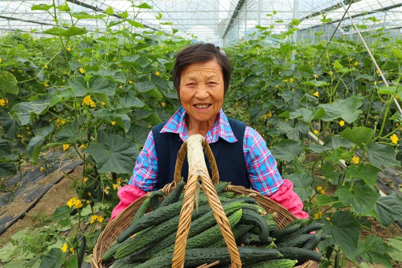 农村种植蔬菜致富方案_种菜致富案例_致富早班车蔬菜种植