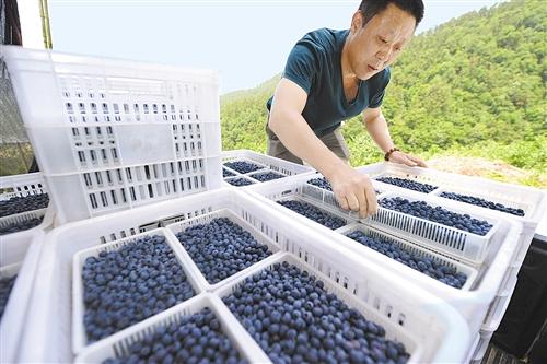 湖北省中药材种植扶贫致富_湖北省中药材种植补贴政策_湖北省中药种植项目有补贴