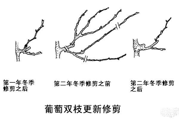 芸豆种植技术冬天_冬天的芸豆能吃吗_冬天芸豆怎么做好吃