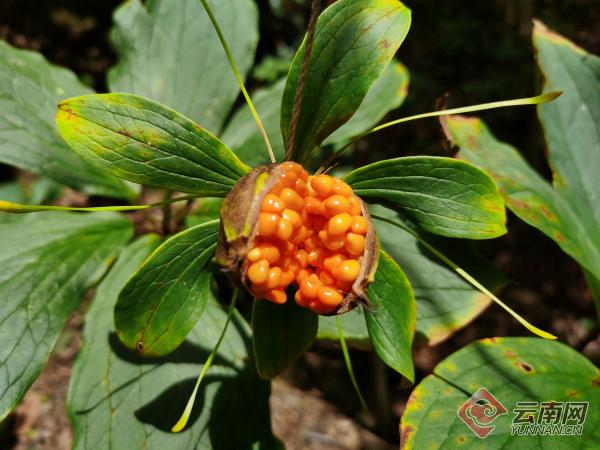 致富经野生中草药养猪_18种中草药养猪最佳配方_致富野生养猪药中草有哪些