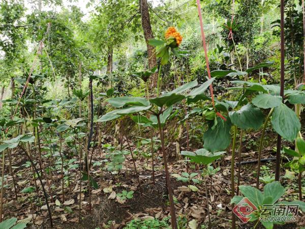 致富野生养猪药中草有哪些_致富经野生中草药养猪_18种中草药养猪最佳配方