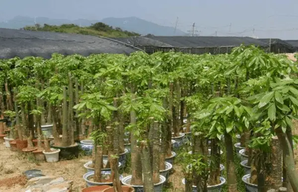 种植致富新项目_种植致富小项目_致富种植项目小结怎么写