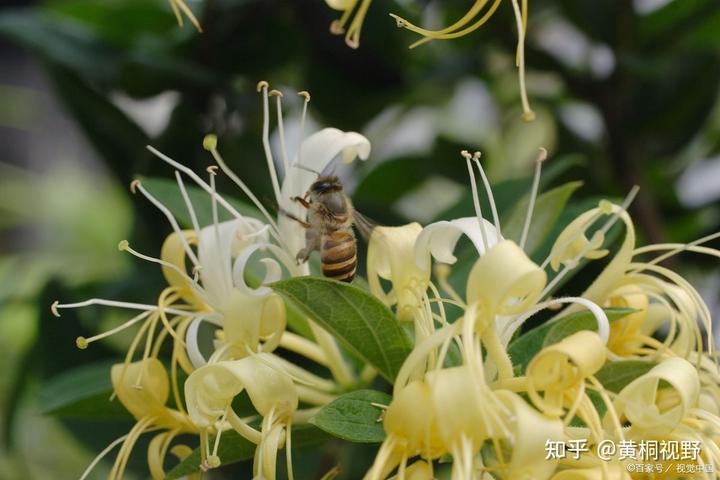 湖北省中药材种植扶贫致富_湖北省中药材种植补贴政策_湖北省中药种植项目有补贴