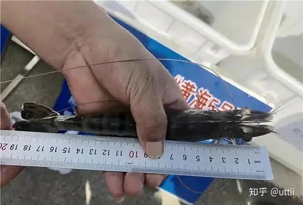 小鱼养殖小虾技术要求_小鱼养殖小虾技术视频_小鱼小虾养殖技术