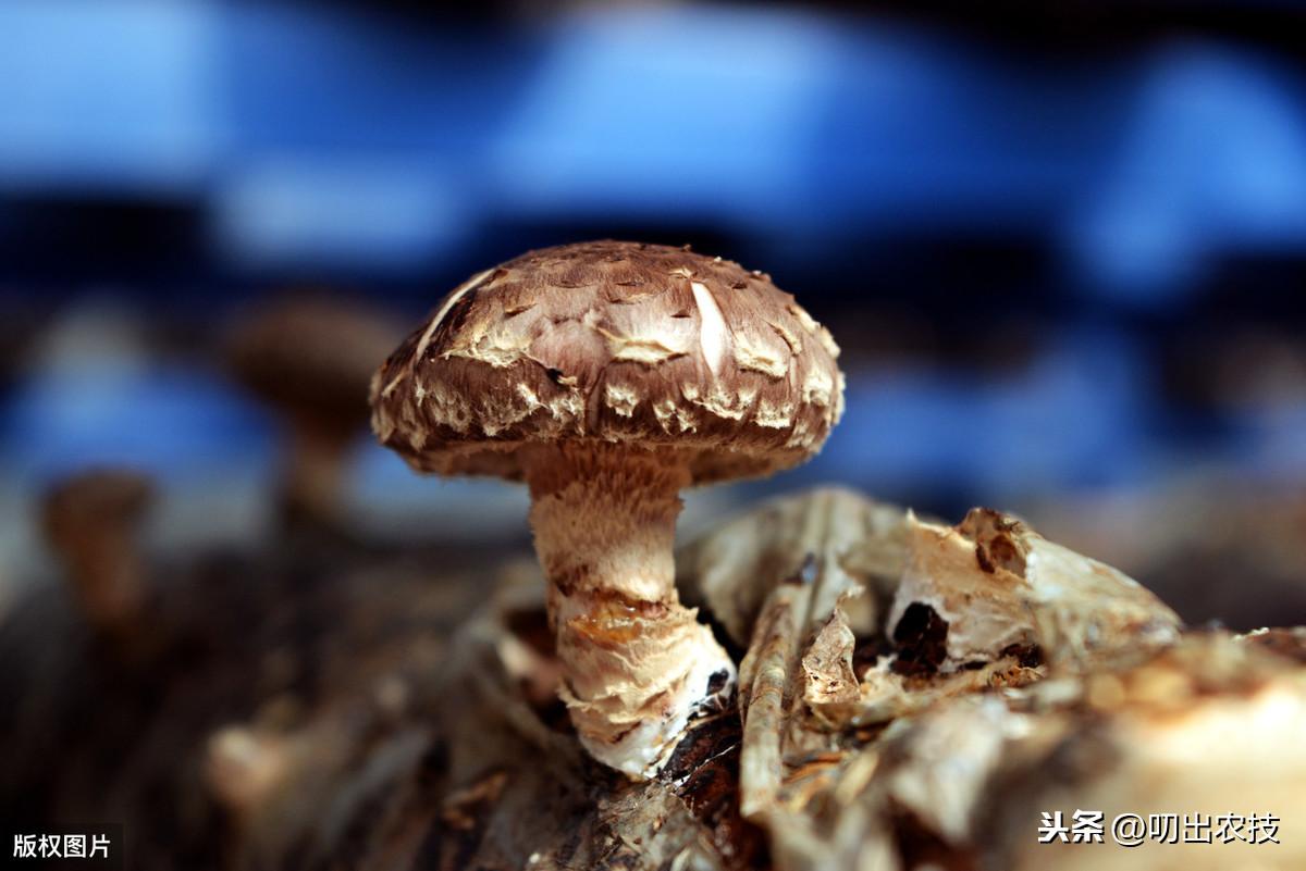 蘑菇大棚种植技术与管理_大棚蘑菇种植技术_蘑菇大棚种植技术要点