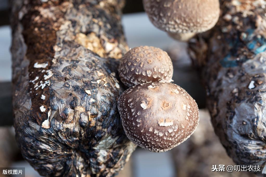 蘑菇大棚种植技术要点_蘑菇大棚种植技术与管理_大棚蘑菇种植技术