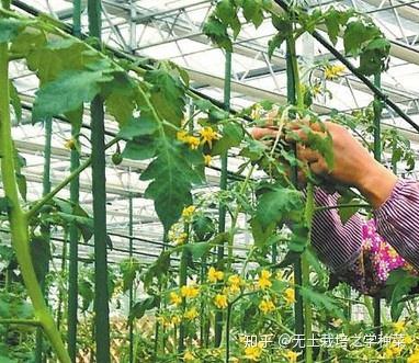 西红柿种植视频教程_西红柿的种植视频_春西红柿的种植技术视频