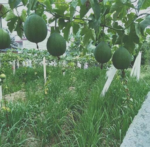 自家农业种植致富_农民致富种植项目_农村致富新项目种植业