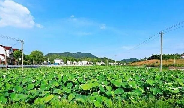 农村致富新项目种植业_农民致富种植项目_自家农业种植致富