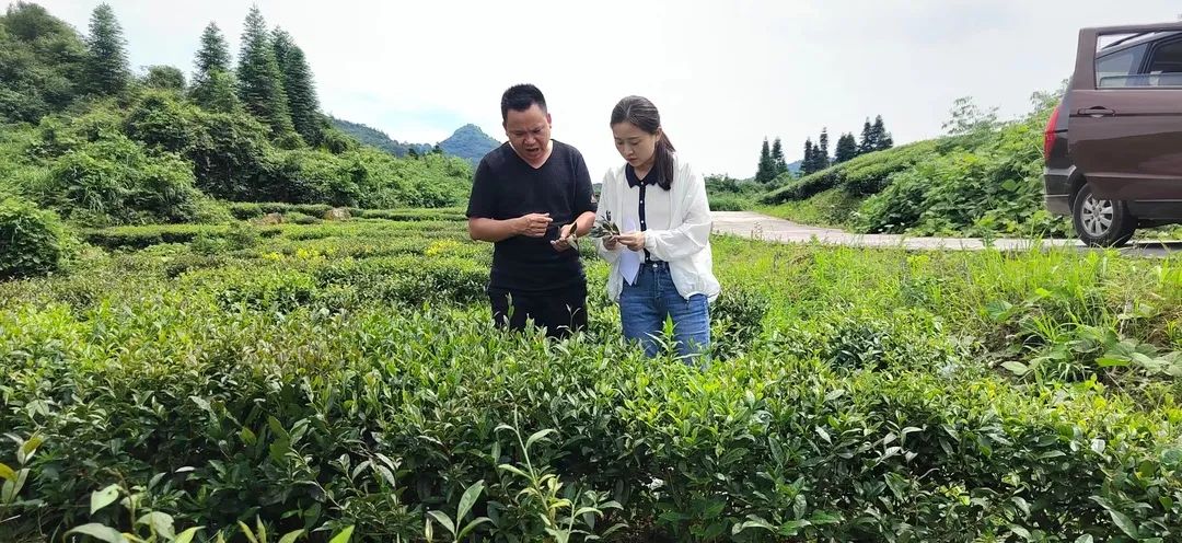 致富经里的种茶名人_致富名人茶种里面有什么_致富名人茶种里放什么