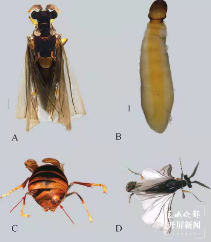 高黎贡山发现昆虫新物种