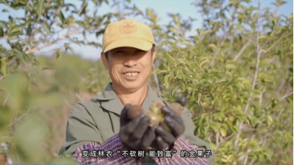 发展林下经济助力乡村振兴，一颗油茶籽开启致富路