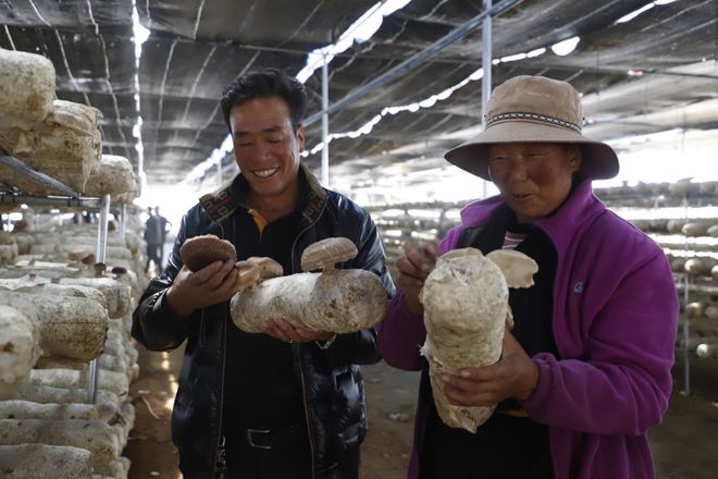 小蘑菇开出“致富花”，巴塘县用食用菌拓宽乡村振兴路