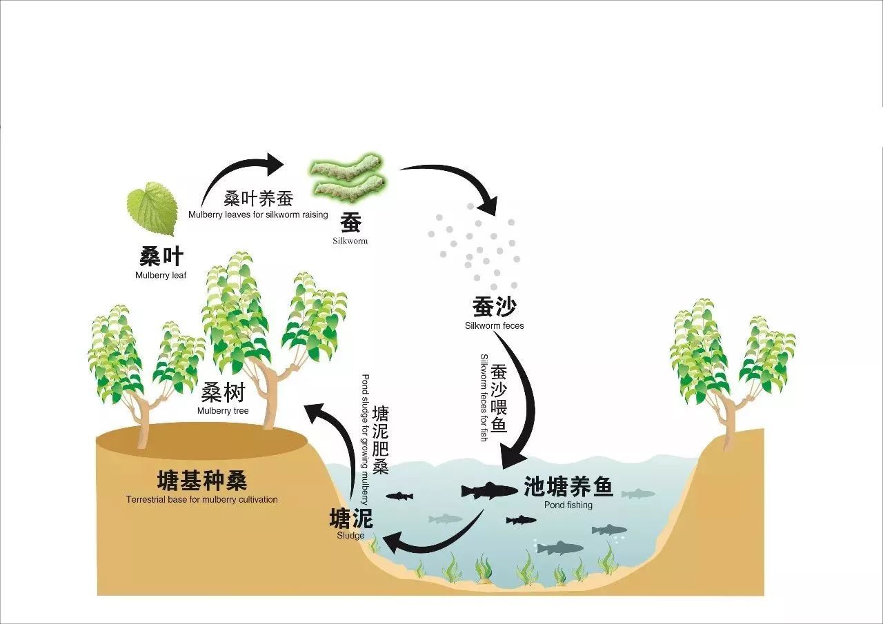 视频致富桑叶养羊是真的吗_致富经桑叶养羊视频_桑叶养羊模式