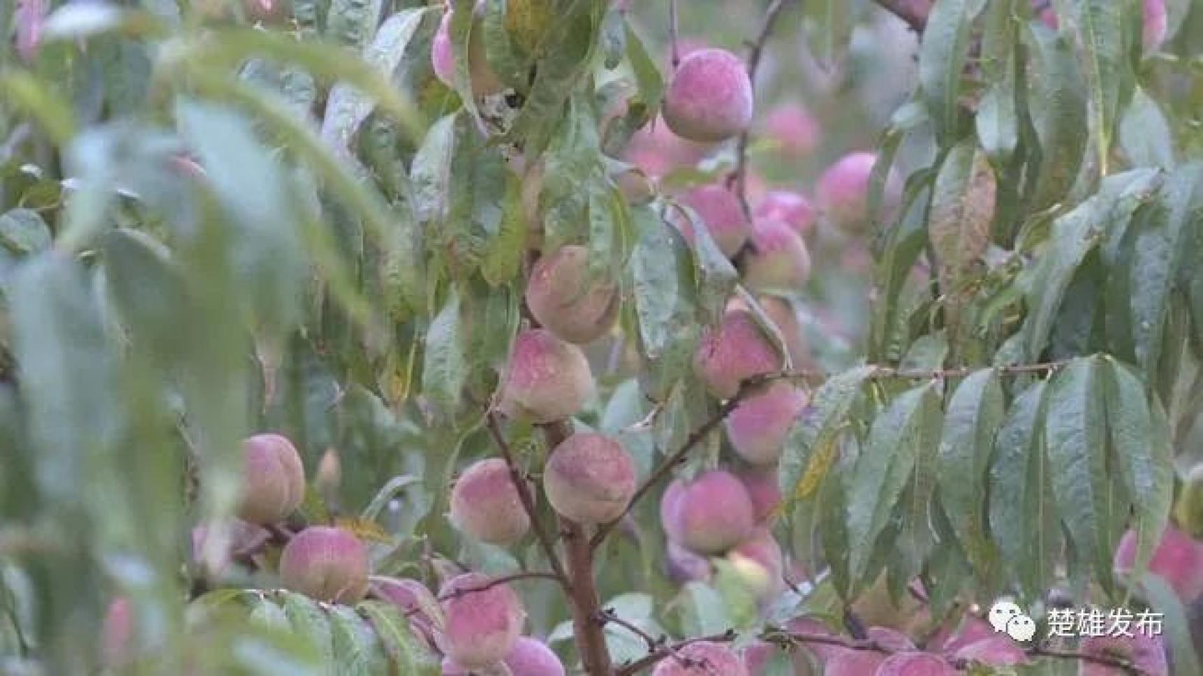 楚雄农作物_楚雄农村致富种植_云南楚雄适合种植什么药材