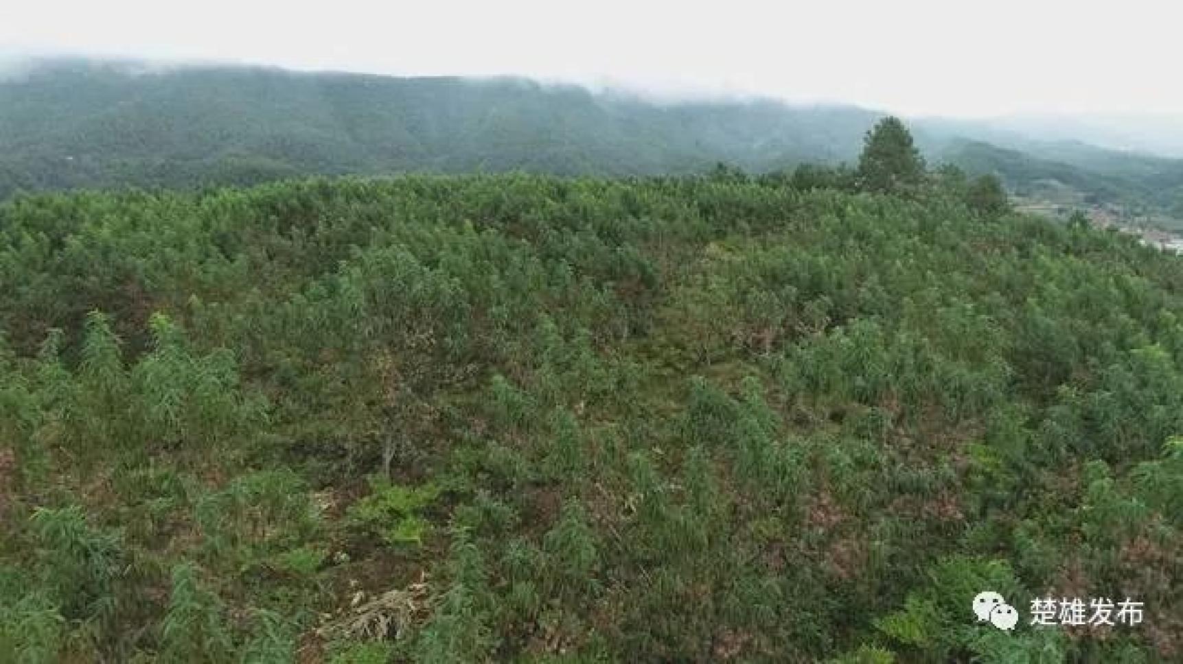 楚雄农作物_云南楚雄适合种植什么药材_楚雄农村致富种植