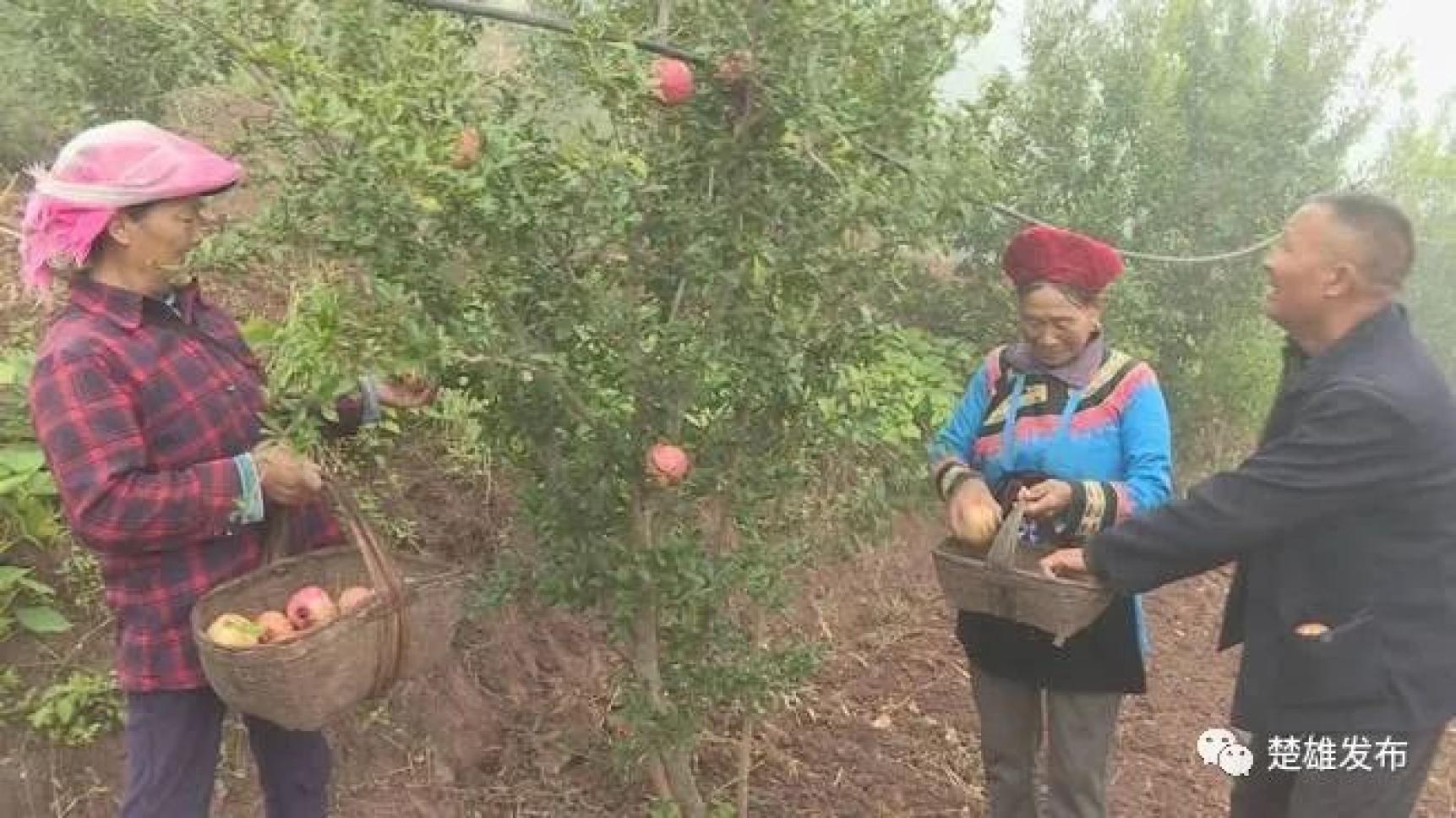 楚雄农村致富种植_云南楚雄适合种植什么药材_楚雄农作物