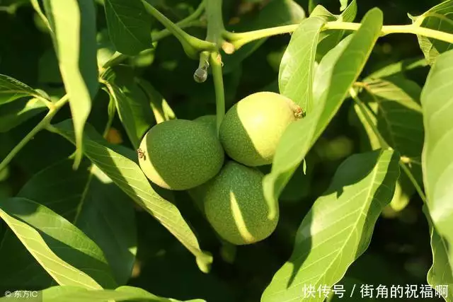 种植核桃树技术视频_视频核桃种植树技术教程_视频核桃种植树技术大全