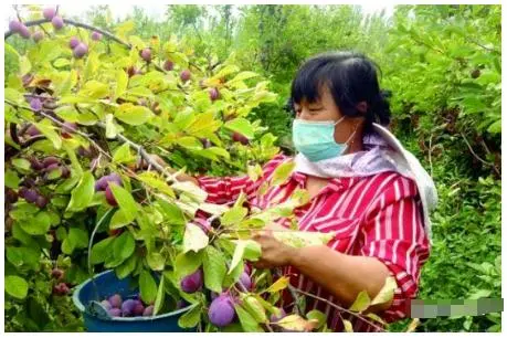 致富种植什么比较赚大钱_农村冷门致富的作物种植_农村致富项目种植业