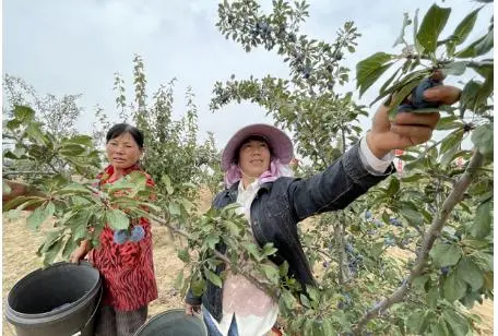 农村致富项目种植业_致富种植什么比较赚大钱_农村冷门致富的作物种植