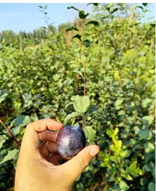 致富种植什么比较赚大钱_农村冷门致富的作物种植_农村致富项目种植业