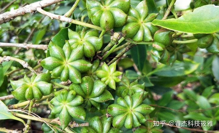 农村冷门致富的作物种植_农村最有潜力种植致富好项目_农村种植冷门项目