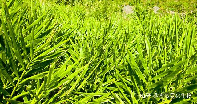 生姜重茬根腐防治，生姜抗重茬怎么解决？生姜叶枯叶霉病用“根小子”