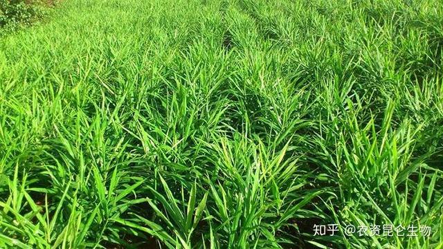 大姜种植技术视频_视频种植姜技术大全图片_视频种植姜技术大全