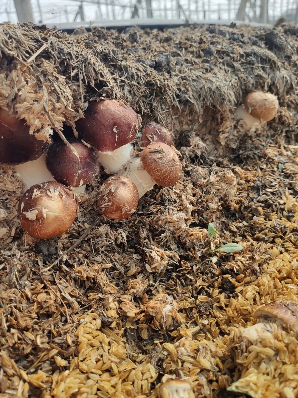 菌菇种植_菌菇种植注意事项_林下菌菇的种植技术