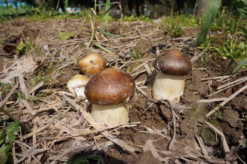 菌菇种植_林下菌菇的种植技术_菌菇种植注意事项