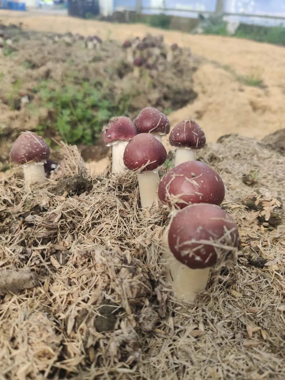 菌菇种植注意事项_菌菇种植_林下菌菇的种植技术