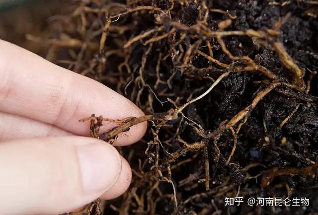 大姜种植技术视频_种植姜教学视频大全_种植姜的技术视频