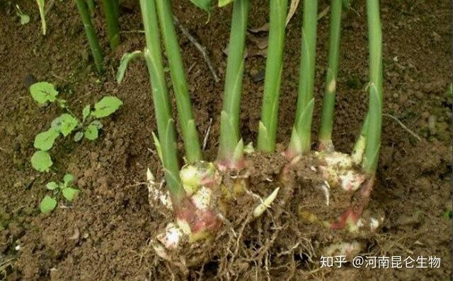 种植姜教学视频大全_种植姜的技术视频_大姜种植技术视频