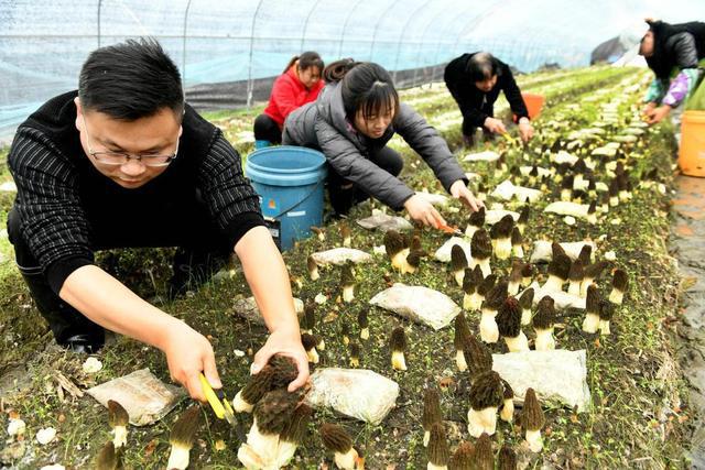 致富经食用菌种植_中央七套致富经菌菇种植_种植菌菇类技术视频