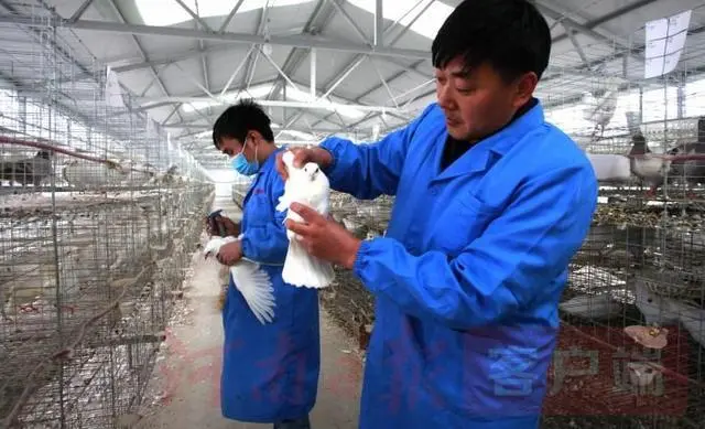 肉鸽养殖视频_肉鸽的养殖技术只下蛋_肉鸽产蛋期的饲料配方