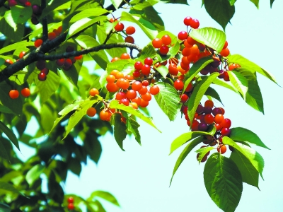 致富汉中种植樱桃视频_汉中樱桃什么时候成熟_汉中种植樱桃致富