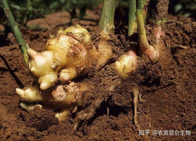 大姜种植技术视频_视频种植姜技术大师是谁_种植姜的技术视频