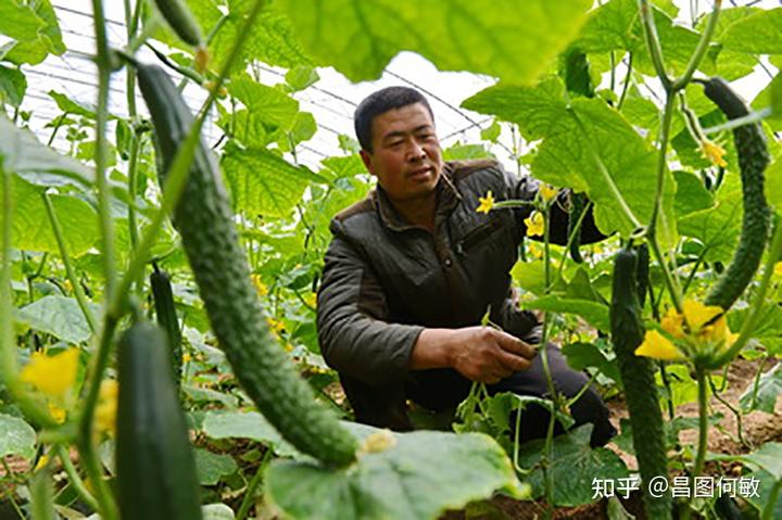 黄瓜爬多高_地爬黄瓜的种植技术_黄瓜爬蔓生长过程