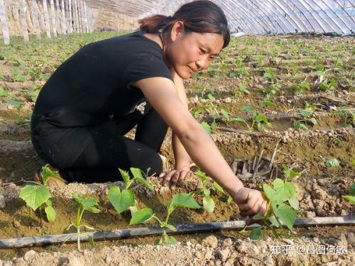 黄瓜爬多高_地爬黄瓜的种植技术_黄瓜爬蔓生长过程