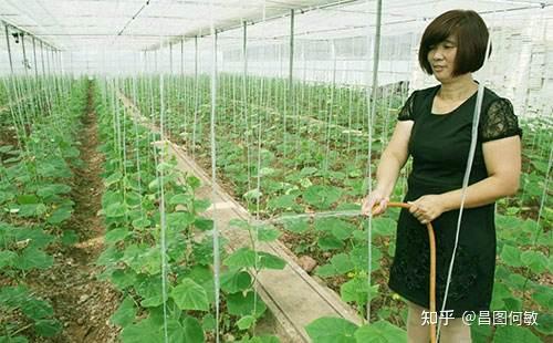 黄瓜爬蔓生长过程_地爬黄瓜的种植技术_黄瓜爬多高