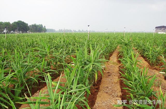 大姜种植技术视频_视频种植姜技术大全_视频种植姜技术大全图片