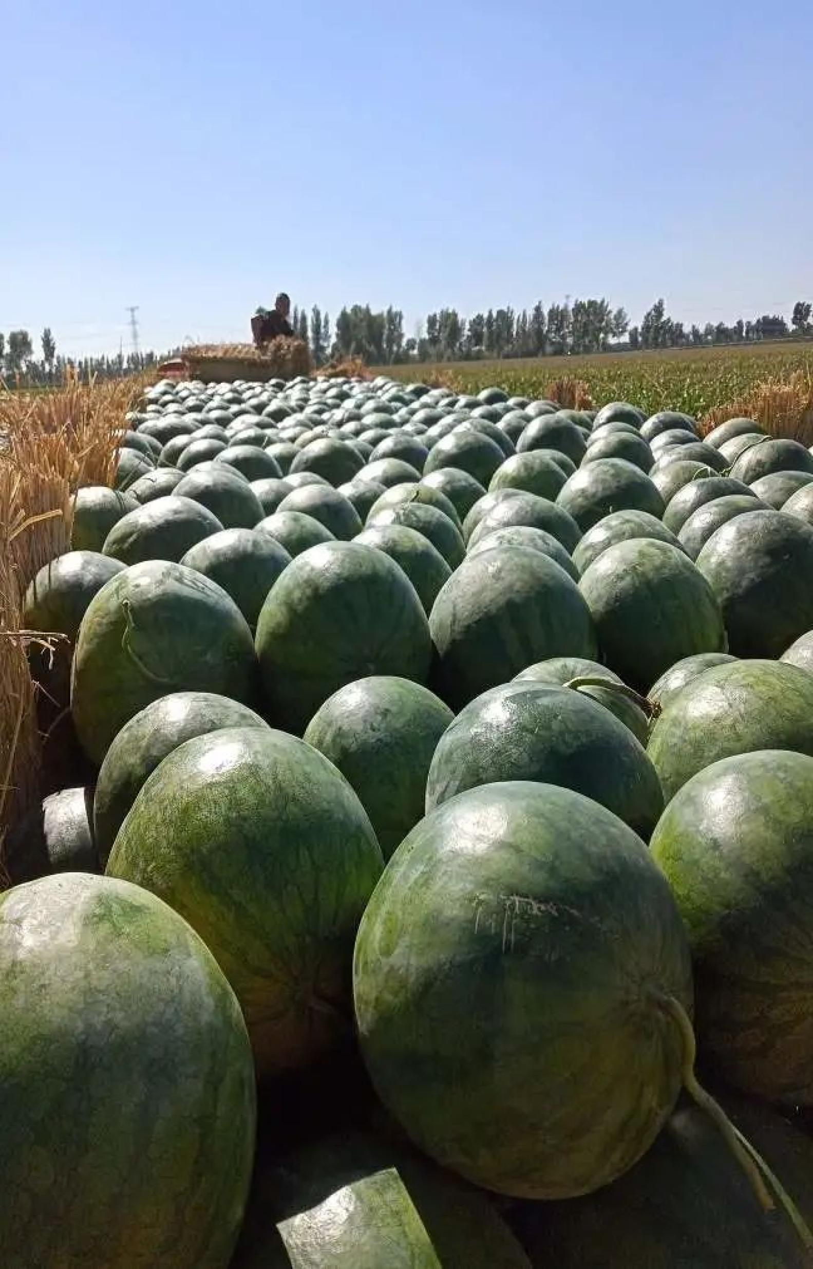 致富经西瓜种植全视频_致富经种植西瓜_农业种植致富项目西瓜