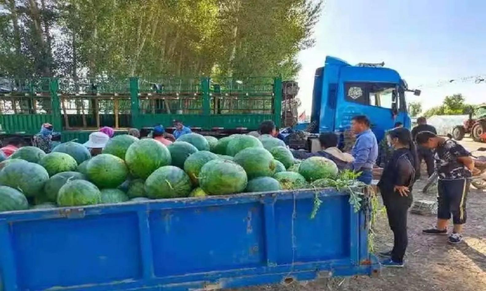 致富经种植西瓜_农业种植致富项目西瓜_致富经西瓜种植全视频