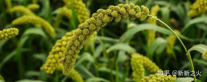 麦豆种植技术_豆麦种植技术与管理_豆麦是什么植物