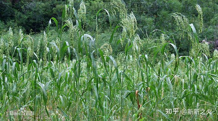 豆麦种植技术与管理_豆麦是什么植物_麦豆种植技术