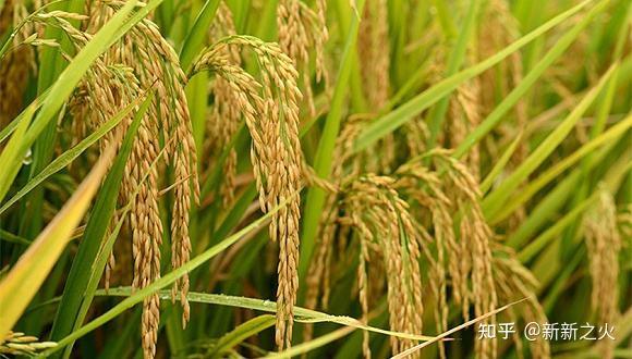 豆麦是什么植物_麦豆种植技术_豆麦种植技术与管理