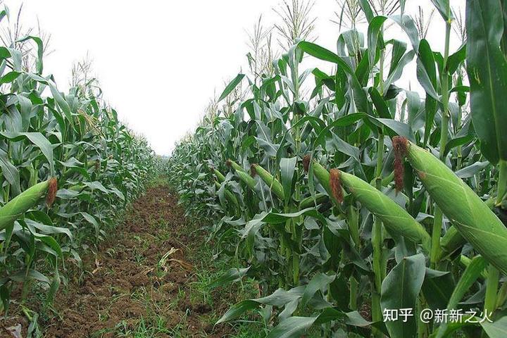 豆麦种植技术与管理_麦豆种植技术_豆麦是什么植物